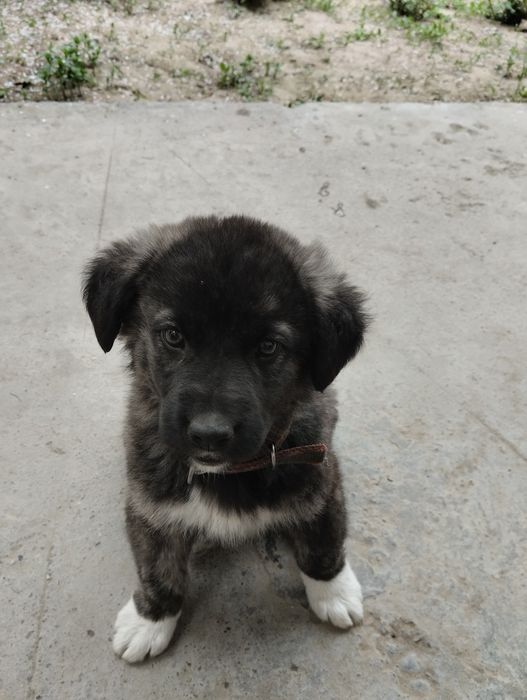 Продаётся щенок пример такой будет