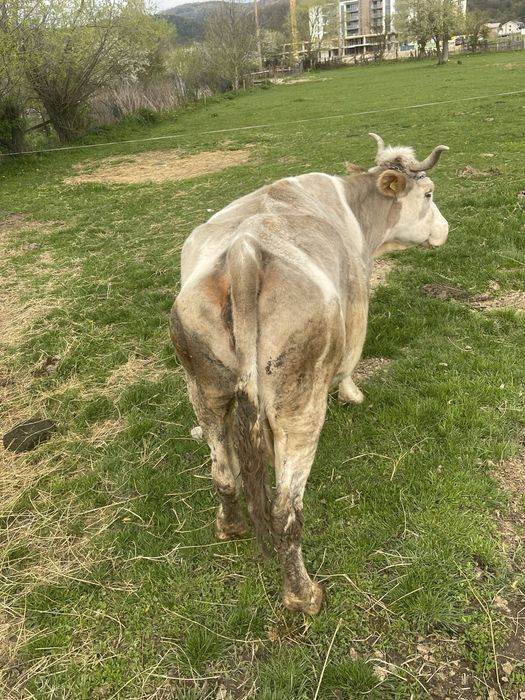 Vand vacă de taiere