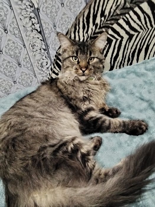 Котята Мейн-куна