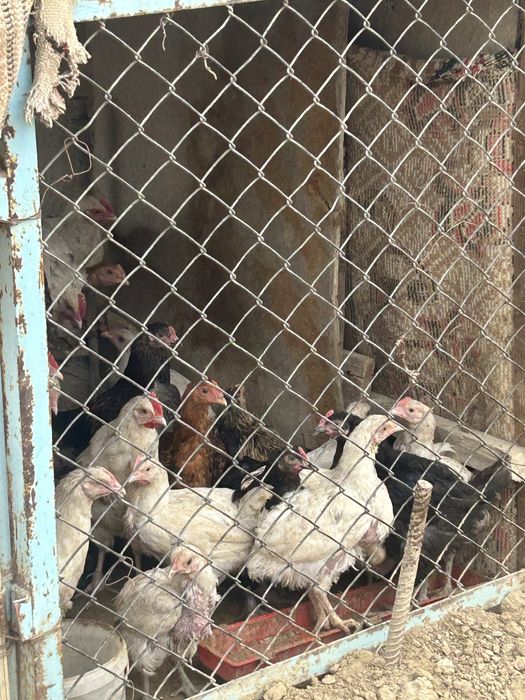 Балапандар бар сатылады