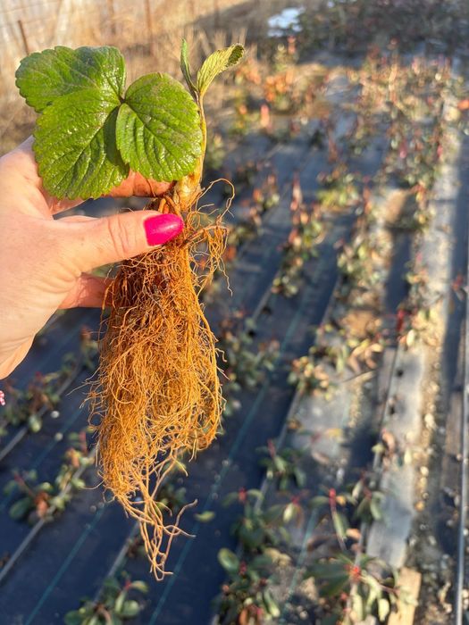 Capsuni remontate Albion Transport Gratuit  Bucuresti  ilfov