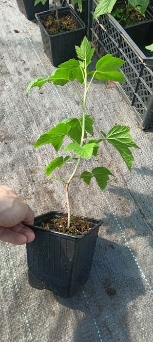 Продам саженцы черной смородины