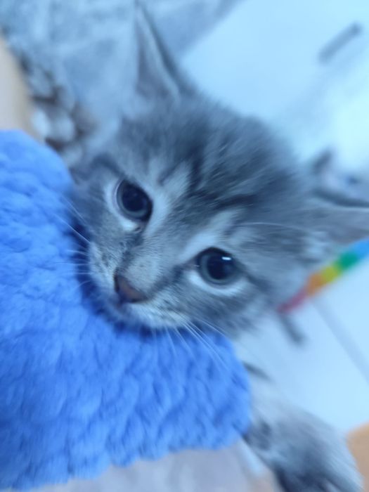 Котята милашки...