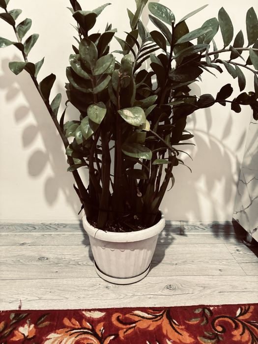 Продаётся долоровое дерево