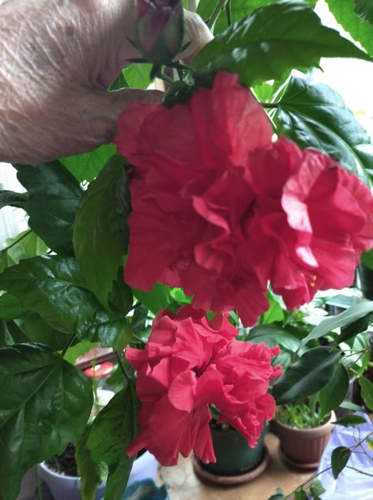 Китайская роза,  клеродендрум