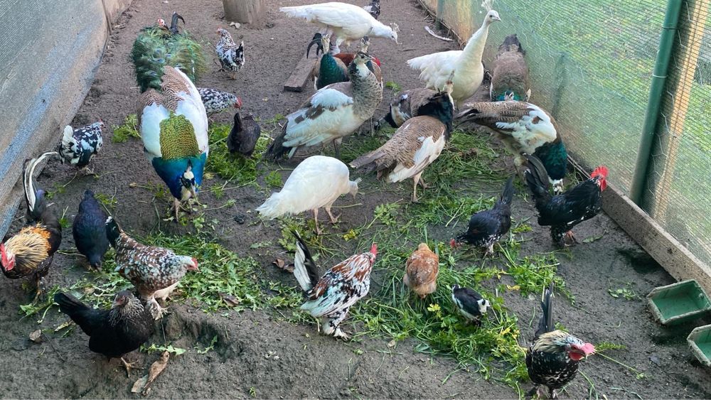 Tineret pauni si gainuse americane