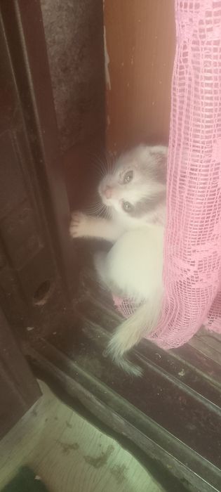 Одам котят бесплатно