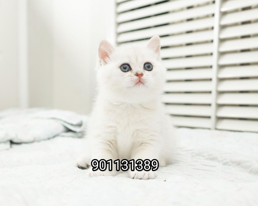 Продаётся чистокровный британский шиншилла мальчик и девочка
2 месяц