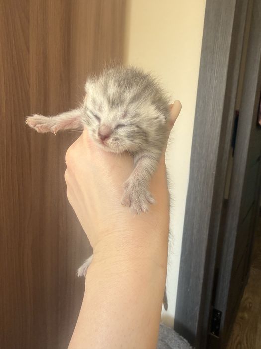 Продаються шикарные котята