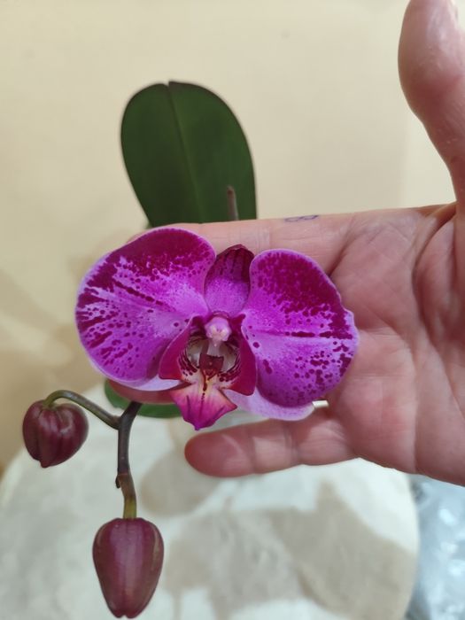 Продам цветущую орхидею