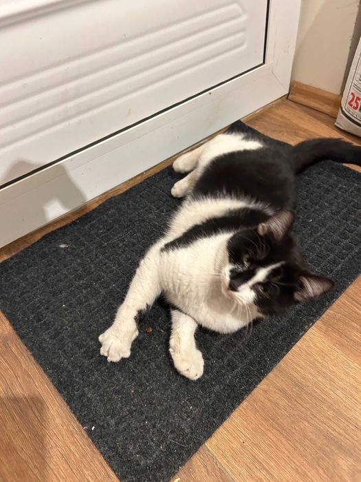 Сладко мъжко котенце търси дом Варна