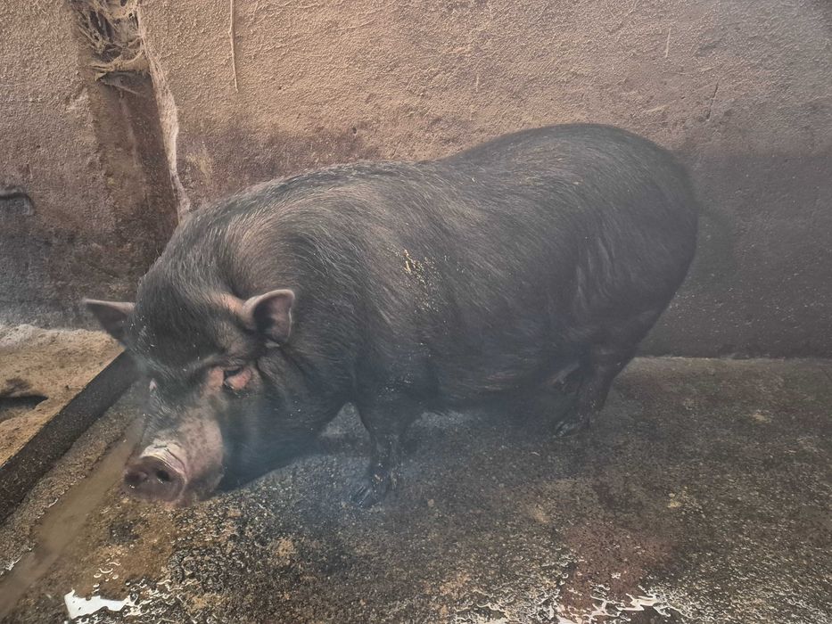 Виетнамски прасета за клане