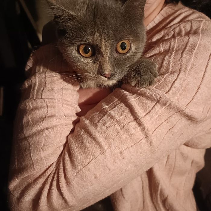 Отдам котенка в добрые руки