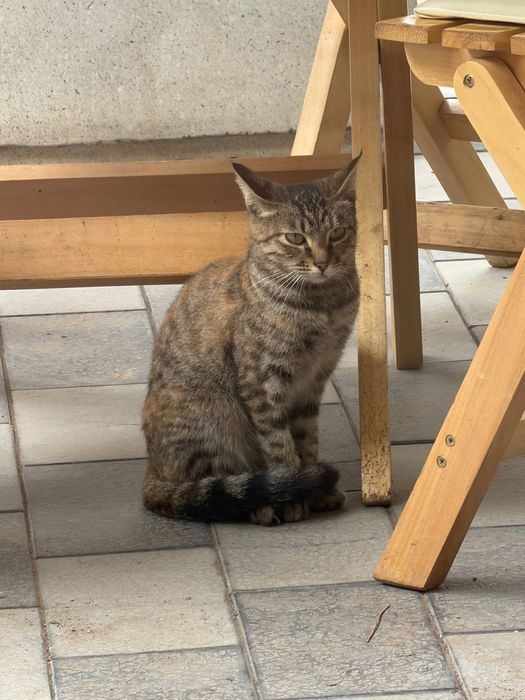 Кошечке очень нужен дом!