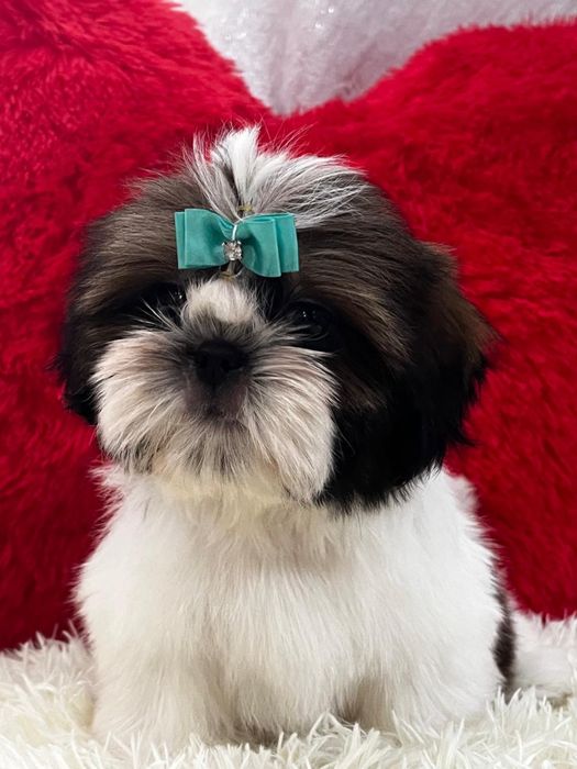 Кукольные щеночки ши-тцу