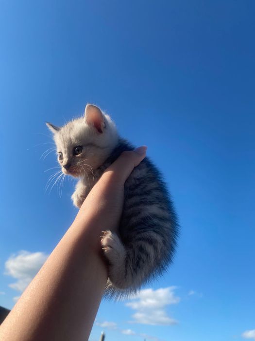 Отдам в добрые руки! г.Аксай,ЗКО