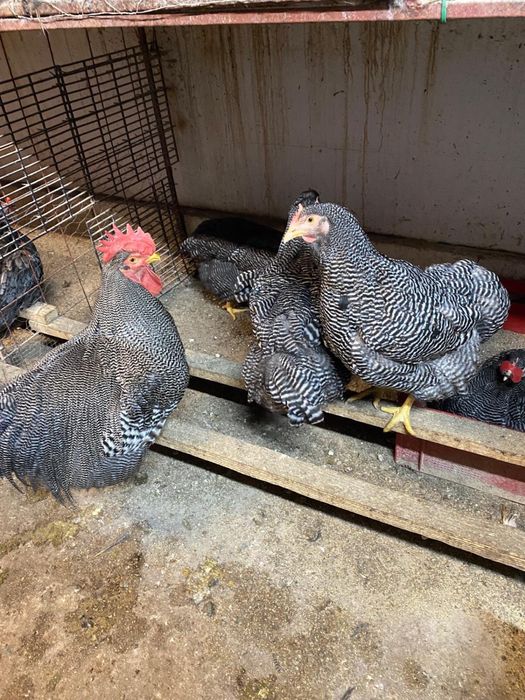 Australorp negru Araucana potarnichiu pe albastru Plymouth rockbarat gaini cocosi familii