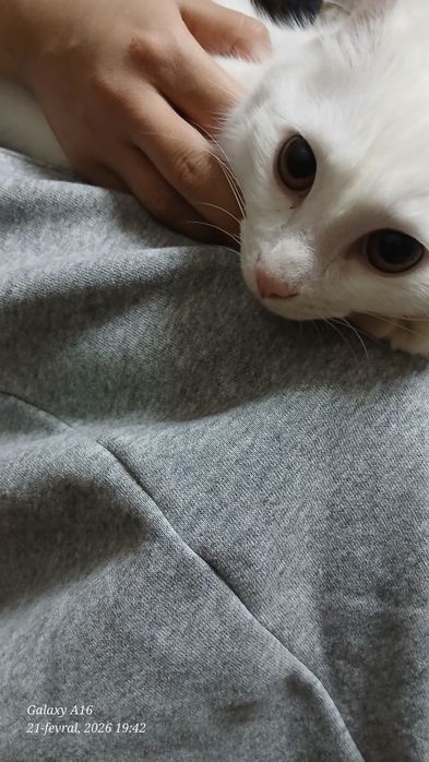 Turk angorasi sotiladi