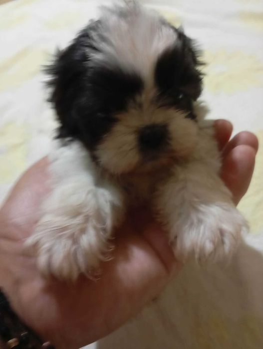Catelus rasa shih tzu