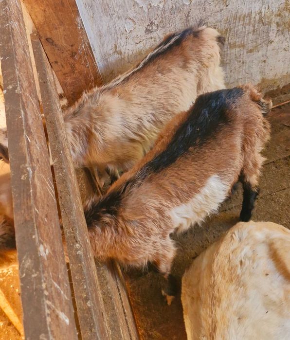 Продам 2 коз очки полтара месяца