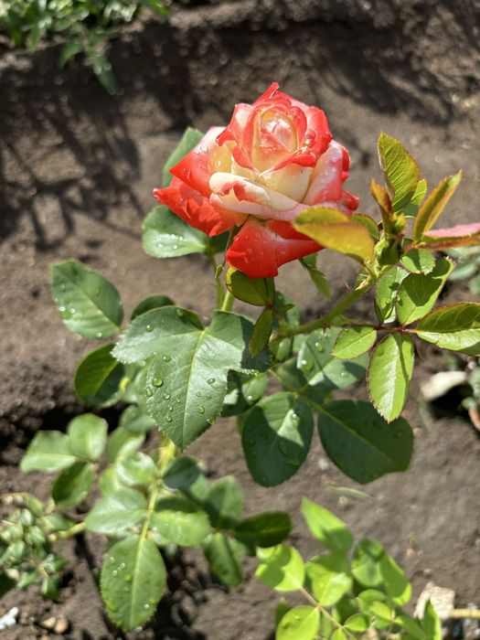 Продам дачу Сосновый бор