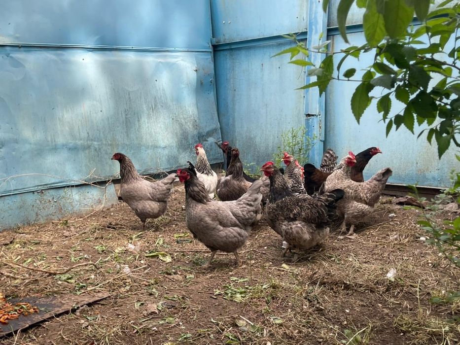 Продам Домашних курей