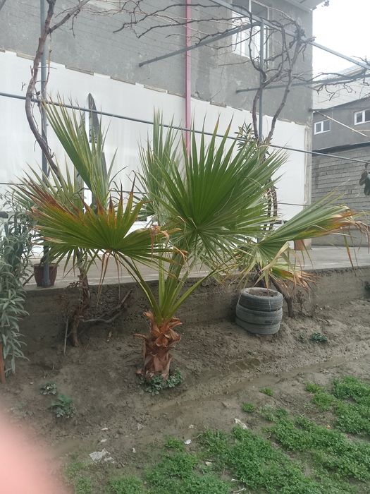 katta gul nomini bilmayman