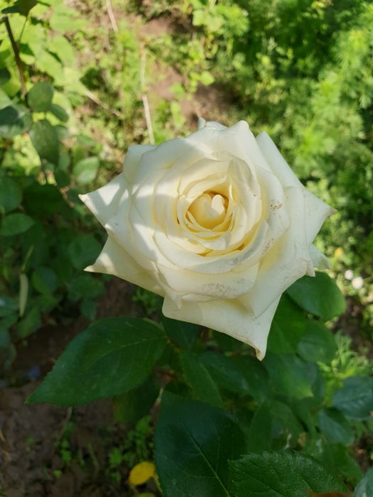 Многолетние Розы