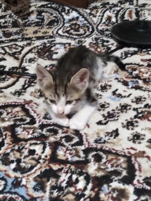 Mushuk bolasi sutdan chiqgan 2 ta bor
