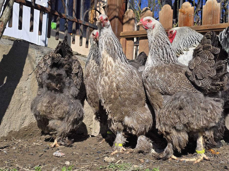 Продавам разплодни яйца от Сребърна Брама [Dark Brahma]