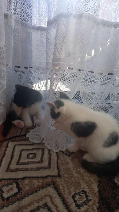 Отдаем домашних котят