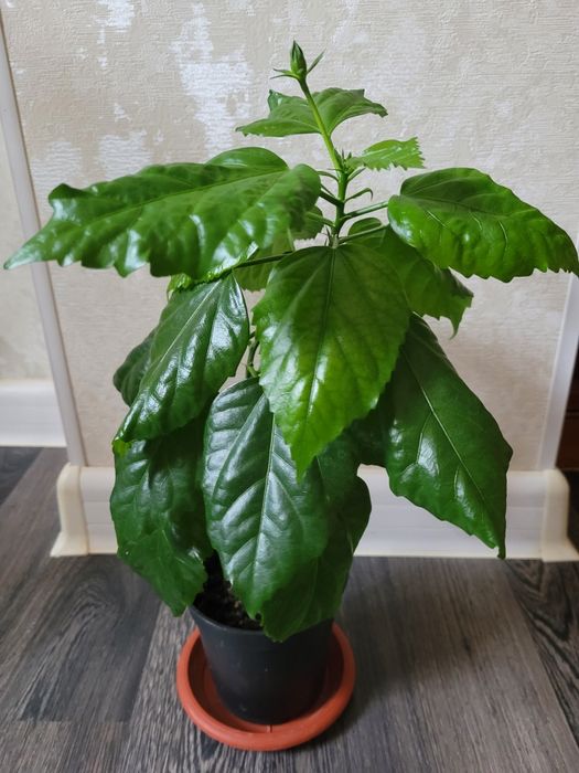 Продам китайскую розу гибискус