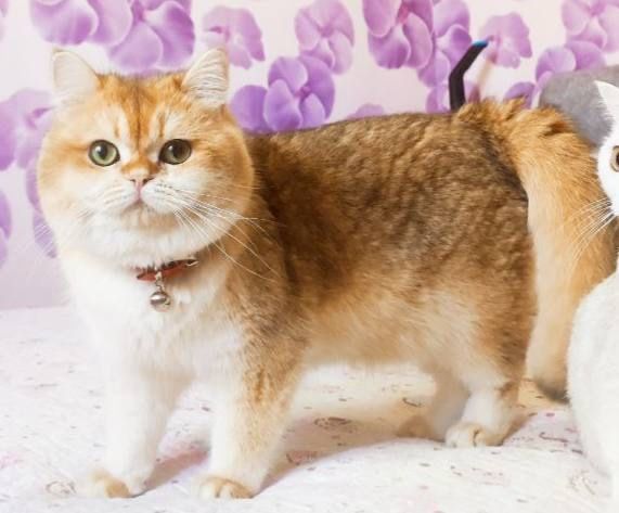 Кот на  вязку привазной кот  на вязку