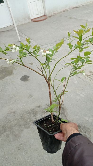 Маймылмен жыныстық қатынасты қараңыз