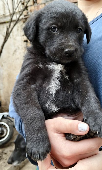 Щенки метисы, отдаем в добрые руки