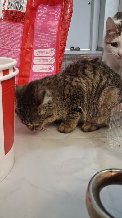 Бесплатно отдам кошек