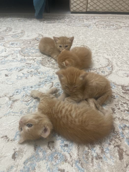 Продаются котята