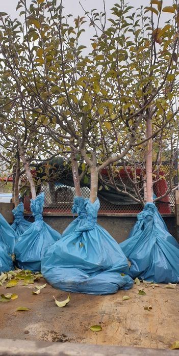 Pomi fructiferi direct pe rod