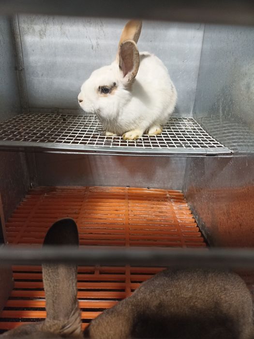 Рекс парода куëнлар сотилади