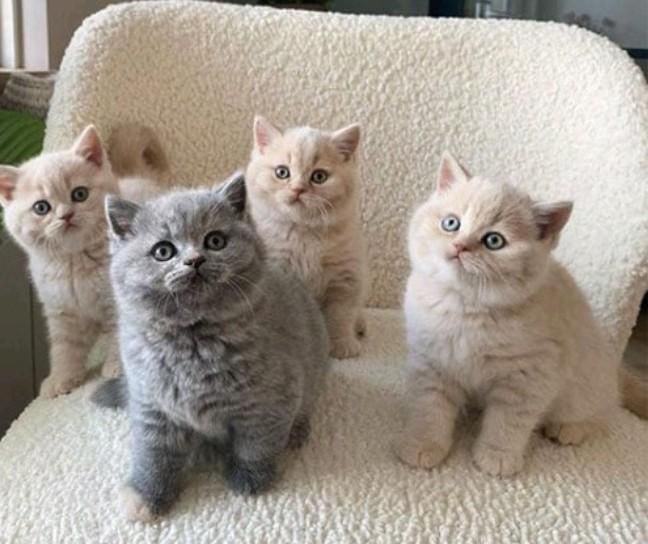 Миленькие Котятки