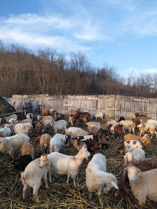 Vând capre de rasă bună