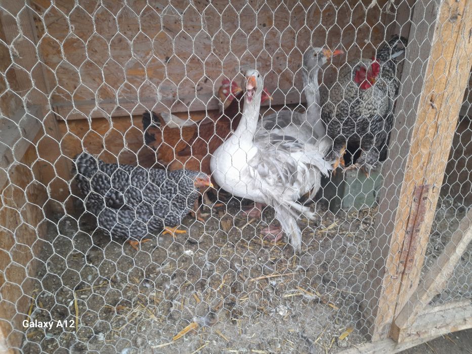 Vănd găini si gâște