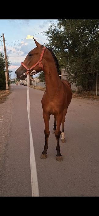 Продаётся жеребчик возраст 1 год