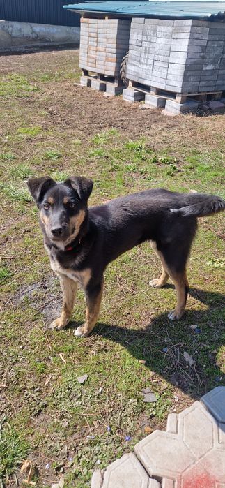 Собака  девочка Люсьена