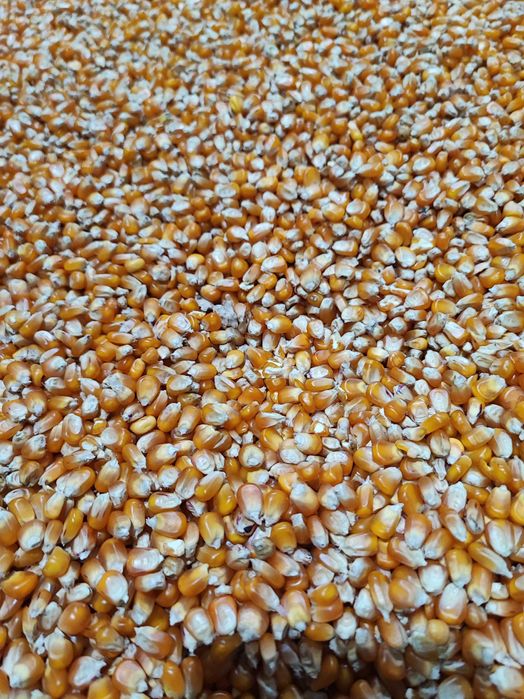 Vând grăunțe de porumb bob sticlos P 9590. Floarea soarelui și grâu