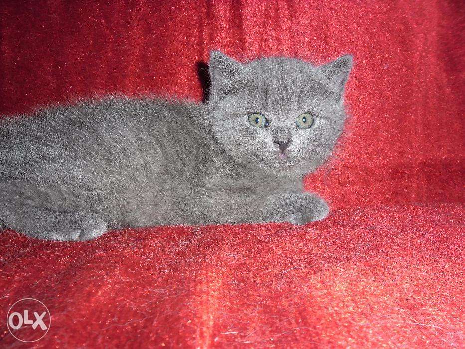 Британские котята