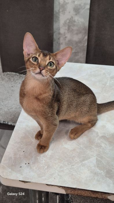 Абиссинские котята