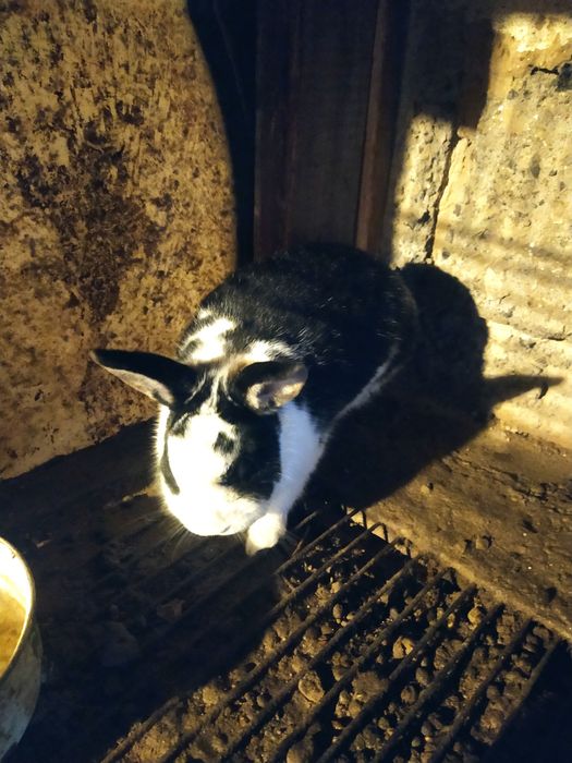 Продам декротивного кролика мальчик