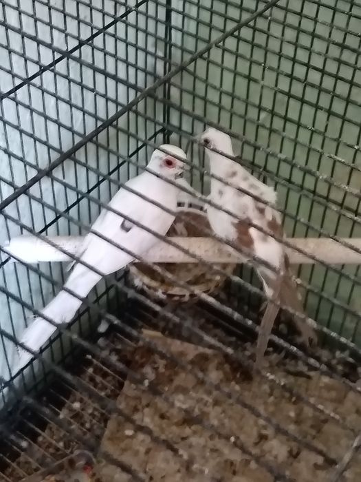 Vîndsau schimb turturele diamant și rizitoare
