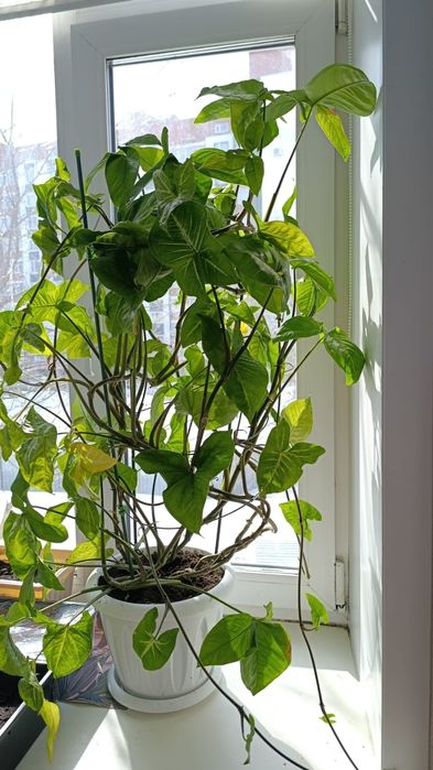 Продам красивые цветы